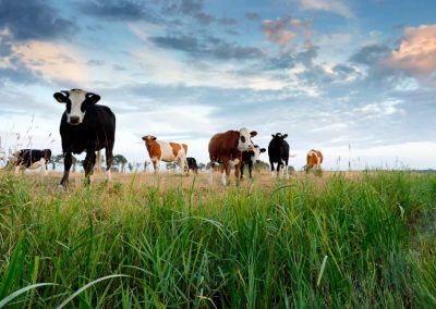 Inclusión de grasa de sobrepaso para el incremento de la cantidad y calidad de embriones en bovinos de las Asociaciones de pequeños ganaderos del cantón Paute de la Provincia del Azuay