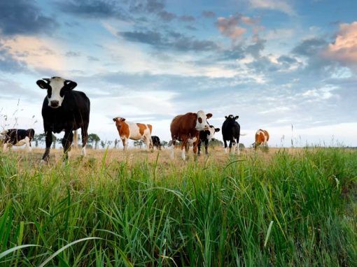 Inclusión de grasa de sobrepaso para el incremento de la cantidad y calidad de embriones en bovinos de las Asociaciones de pequeños ganaderos del cantón Paute de la Provincia del Azuay