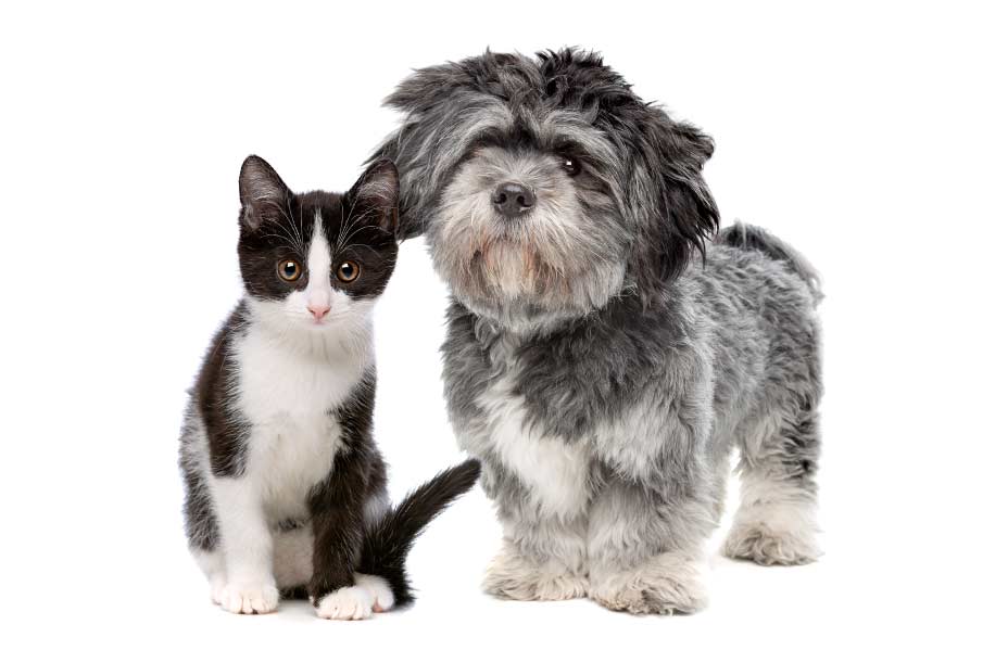Campaña de esterilización canina y felina en el cantón Cuenca.
