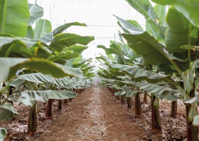 Apoyo al fortalecimiento de las capacidades en producción sostenible de pequeños productores Bananeros
