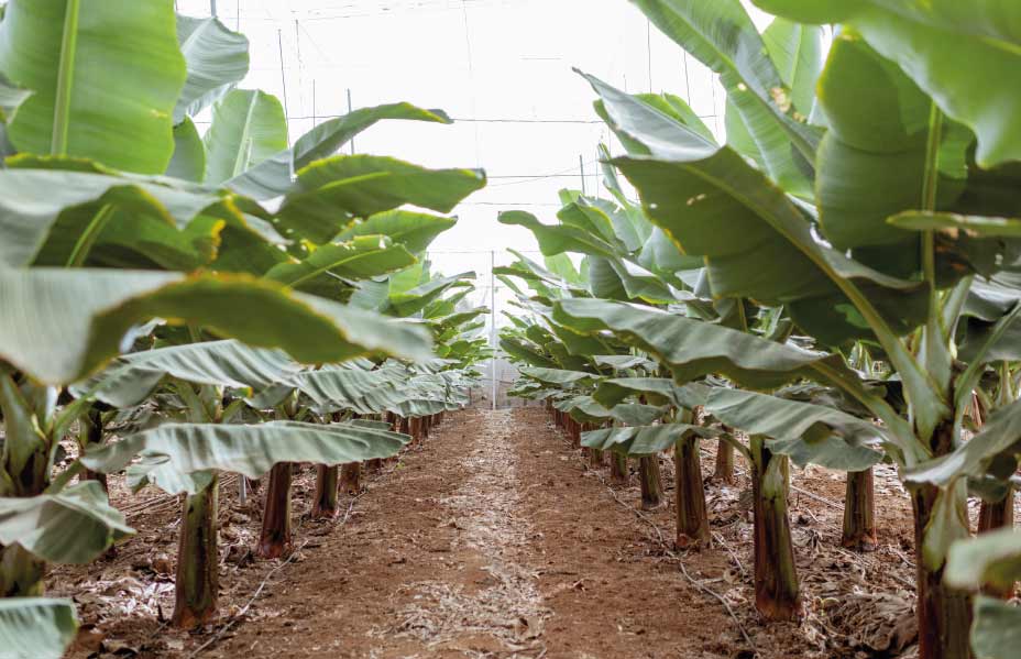 Apoyo al fortalecimiento de las capacidades en producción sostenible de pequeños productores Bananeros
